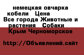 немецкая овчарка кобели › Цена ­ 25 000 - Все города Животные и растения » Собаки   . Крым,Черноморское